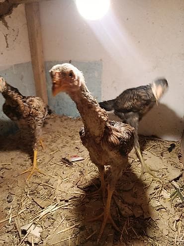 животные собака: Продаю | Петух | Бойцовая | Для разведения — 6