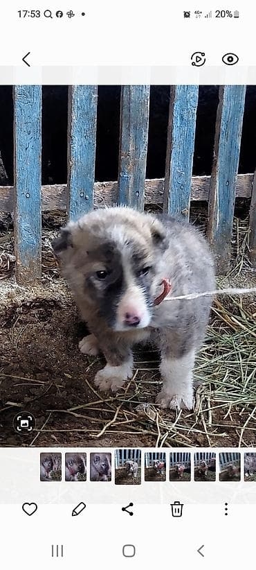 Отдам даром собаку: Алабай, 1 месяц, Самец — 6