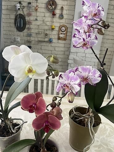 орхид: Орхидеи Голландия адаптированные домашние — 3