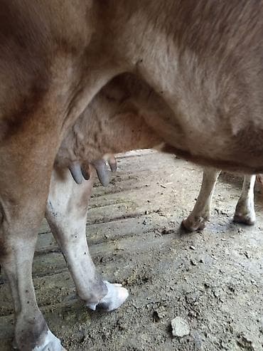 Продаю | Корова (самка) | Алатауская | Для разведения, Для молока | Племенные, Стельные — 6