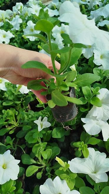 корзины свадебные: Самовывоз, Бесплатная доставка, Платная доставка — 2