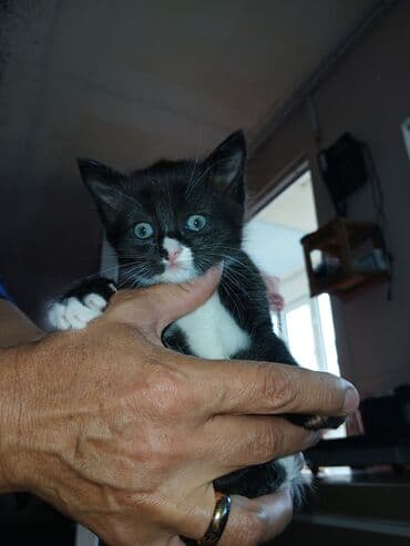 показы 1 354 72 договорная кошка даром британская короткошёрстная 1 год мальчик метис 2 позвонить написать: Скотиш Фолд (Шотландиялык шалпаң кулак), 1 айлык, Ургаачы, Биколор, Курттардан тазаланган — 2