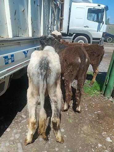 продать животных: Продаю | Бык (самец) | Полукровка — 1