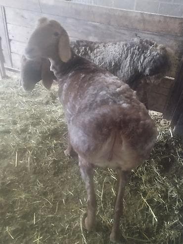 Продаю | Овца (самка) | Для разведения | Матка — 5