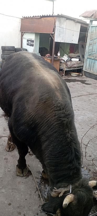 жаныбарлар: Сатам | Бука (эркек) | Симментал | Бордоп семиртүү үчүн | Байланган — 9