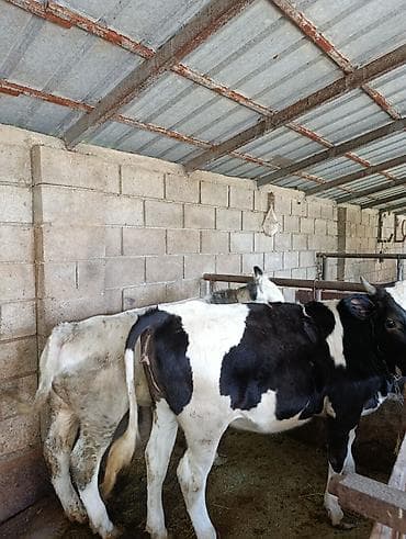 в связи с переездом отдам попугая жако в добрые руки: Продаю | Музоо, торпок | Привязанные — 4
