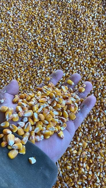 Ветеринар кызматы: Кукуруза зерновая (кормовая) - Желто-оранжевое полнотелое зерно — 1