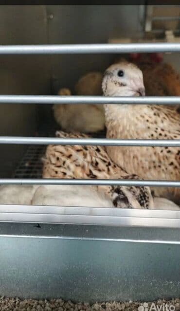 французкий бульдог цена: МЯСО ДОМАШНИХ ПЕРЕПЕЛОВ ! Полезноедиетическое мясо перепелов не — 2