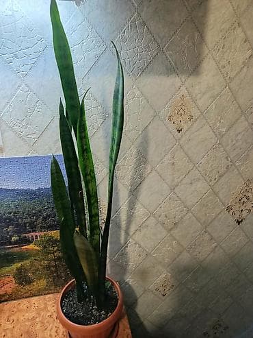 Сансевиерия (Sansevieria trifasciata, «щучий хвост») в горшке. -