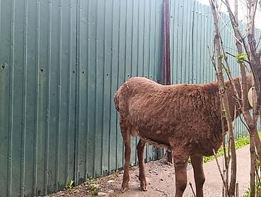 кошки домашние: Продаю | Овца (самка) | Для разведения | Осеменитель — 6