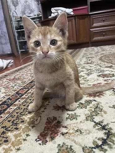 где купить кошку в бишкеке: Котята, домашние. Описание: - Возраст на фото: примерно 1,5–2 месяца — 1