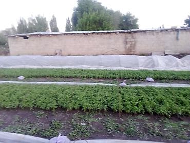 помидоры новичок: Продаю рассада помидора новичок стаканчик китайский гибрит и риогранд — 9