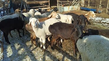 Айыл-чарба жаныбарлары: Сатам | Кочкор (эркек) | Аргын | Көбөйтүү үчүн | Бычылган — 1