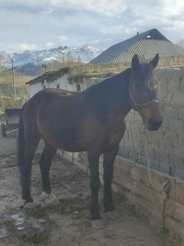 кошки серые: Продаю | Конь (самец) | Рабочий — 4