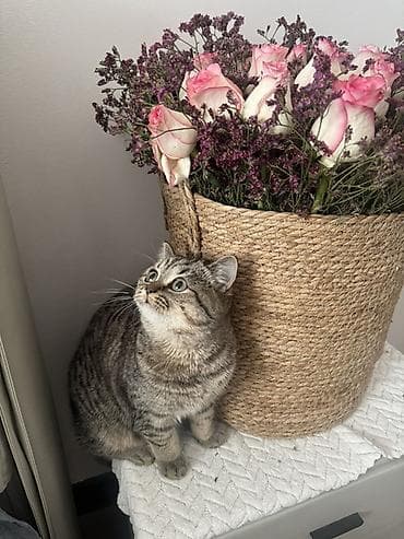 В добрые заботливые руки!!! Котенок 6 месяцев, домик, лоток все есть !