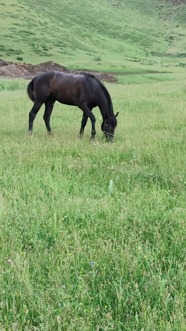 племенные коровы молочные купить: Продаю | Жеребец | Конный спорт — 2