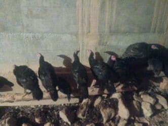 продажа домашних животных: Продаю | Индюк (самец) | Черный принц | Для разведения | Племенные — 2