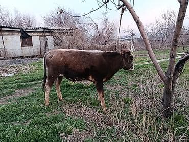 Башка жаныбарлар: Сатам | Бука (эркек) | Алатоолук | Бордоп семиртүү үчүн | Байланган — 5