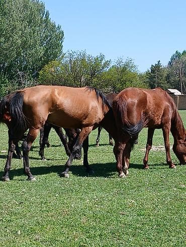 кой обмен: Продаю | Кобыла (самка) | Для разведения | Племенные, Осеменитель, Мерин — 2