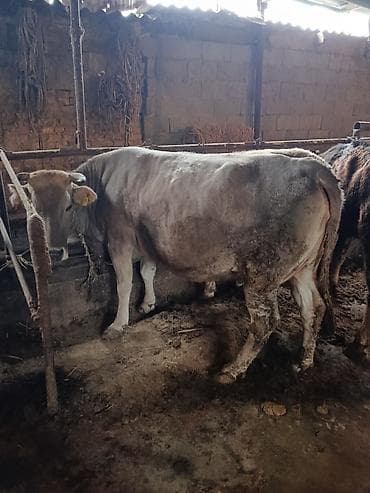 красная степная: Продаю | Корова (самка) | Швицкая | Для разведения | Племенные — 1