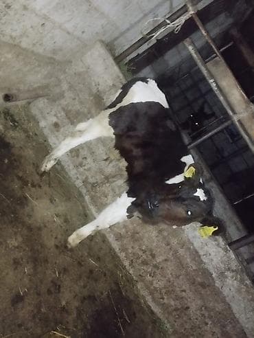 Айыл-чарба жаныбарлары: Сатам | Уй (ургаачы) | Голштин | Көбөйтүү үчүн | Музоологондон кийин — 2