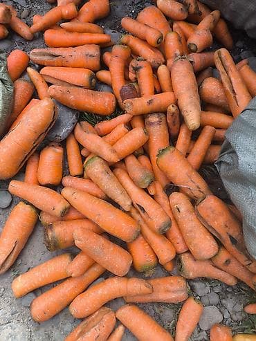 поставщики кормов для животных бишкек: Кормовая морковь любом количество — 1