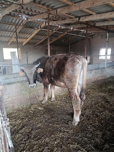 телята бельгийские: Продаю | Бык (самец) | На откорм | Привязанные — 3