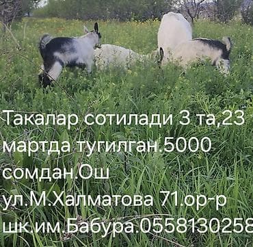 Продаю | Козлёнок | Для разведения