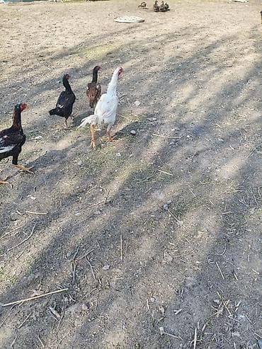 яйца индюк: Продаю | Петух | Бойцовая | Для разведения — 5