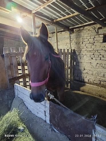 Продаю | Жеребенок | Рабочий