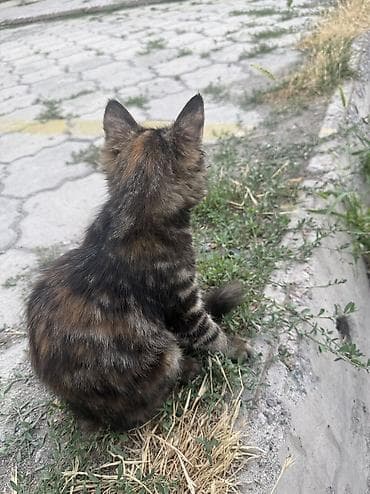 кошка в добрые руки: Кошка даром: Беспородная, 6 месяцев, Девочка — 4