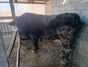 продажа кормов для сельскохозяйственных животных: Продаю | Бык (самец) | Для разведения | Племенные — 1