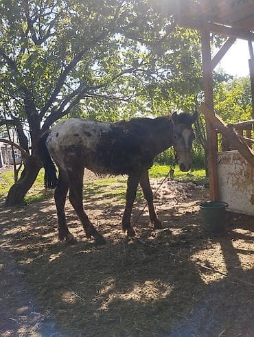 жер уй бишкек сатылат: Сатам | Тай | Ат спорту — 1