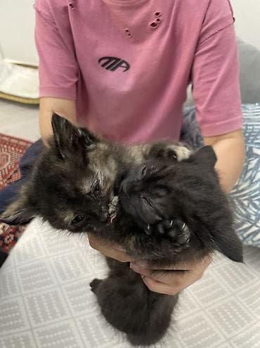 кошка мейн кун: Отдам котят 1-1,5 месяца в добрые руки. Обработаны, все витамины — 1