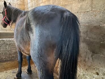 мейн кун бишкек питомник lyubushka купить котенка цена: Продаю | Кобыла (самка) | На забой, Для разведения, Для молока — 8