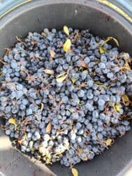 флеш энергетик цена бишкек: Смородина В розницу, Самовывоз — 1