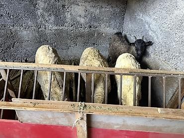 овцы романовские: Продаю | Овца (самка) | Для разведения | Племенные — 5