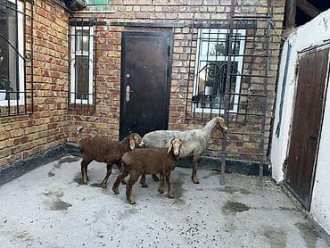 козу ягнята: Продаю | Овца (самка) | Для разведения | Матка — 3