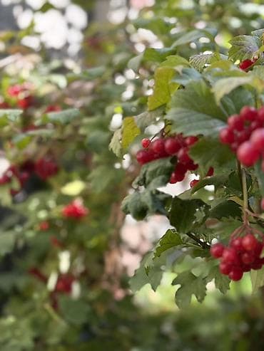 сдаю квартиру на иссык куле: Квартира, Альфа ЦО Радуга, Сары-Ой, Детская площадка, Парковка, стоянка, Охраняемая территория — 8