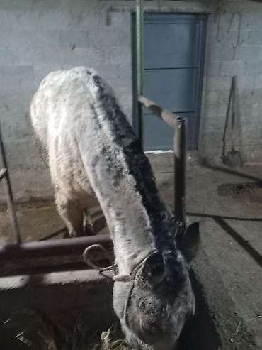 Другие животные: Продаю | Конь (самец) | Полукровка | Рабочий — 4