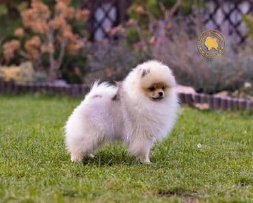 русский спаниель щенок купить: Шпиц, 3 месяца, Самец, С прививкой, С родословной — 3