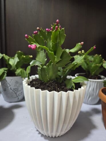 стеллаж для фруктов: Комнатное растение в кашпо - Вид: декоративный куст с одеревеневшим — 8