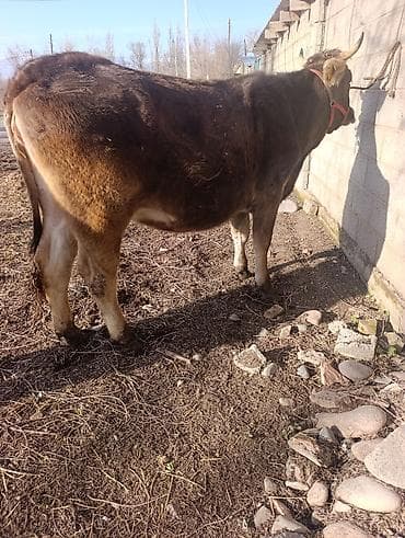 продам друга: Продаю | Корова (самка) | Для молока | Привязанные — 8