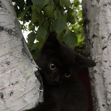 вислоухий кошка: Отдам Котят в добрые рукиКотята, помёт из нескольких окрасов: - — 2