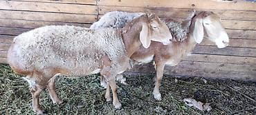 Продам с/х животных: Продаю | Овца (самка) | Арашан | Для разведения | Матка — 4