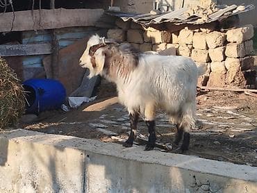 С/х животные и товары: Продаю | Козёл (самец) | Для разведения | Племенные — 7