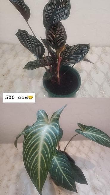 Дом и сад: Комнатные растения в горшках: - Антуриум (красные соцветия, глянцевые — 2