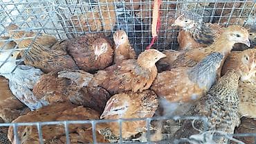 продажа цыплят несушек: Продаю | Цыплята | Полубрама, Домашняя, Кучинская | Для разведения — 4