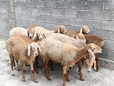 кошка домик: Продаю | Ягненок | Арашан | Для разведения | Ярка — 8