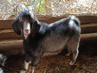 животные в добрые руки: Продаю | Коза (самка) | Для разведения | Племенные — 10
